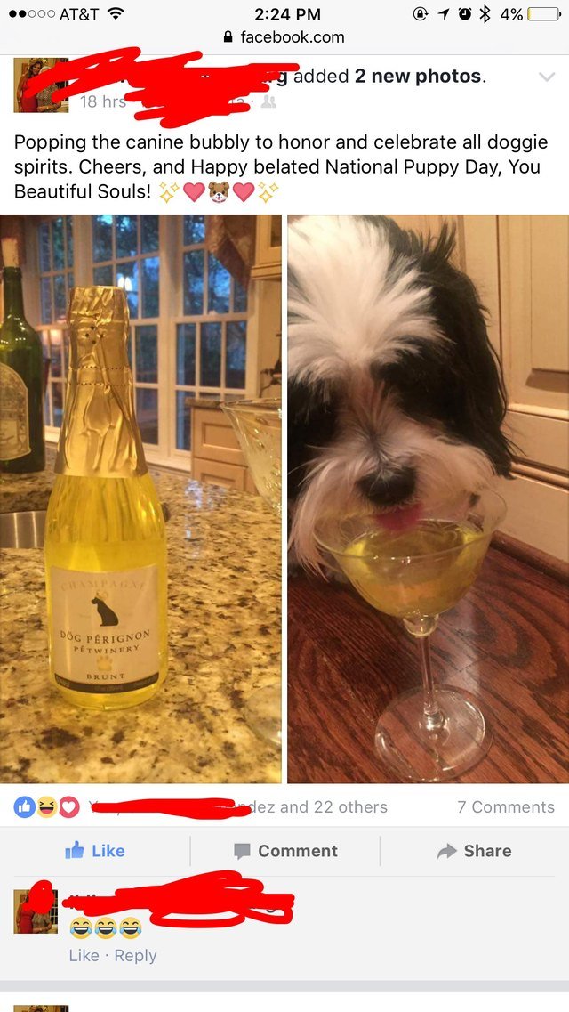 Dog drinking dog champagne