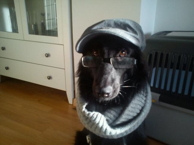 newsboy hat for dogs