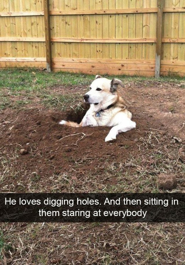 Dog dug a hole and is sitting in it, looking kind of judgemental