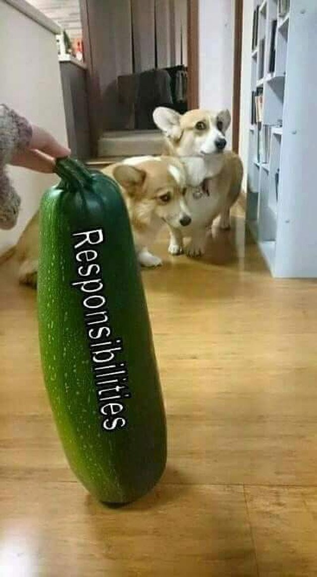 Dogs avoiding a zucchini labeled "responsibilities"
