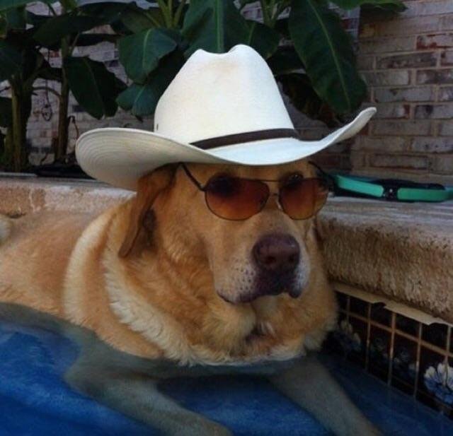 Dog wearing cowboy hat and sunglasses in a swimming pool.