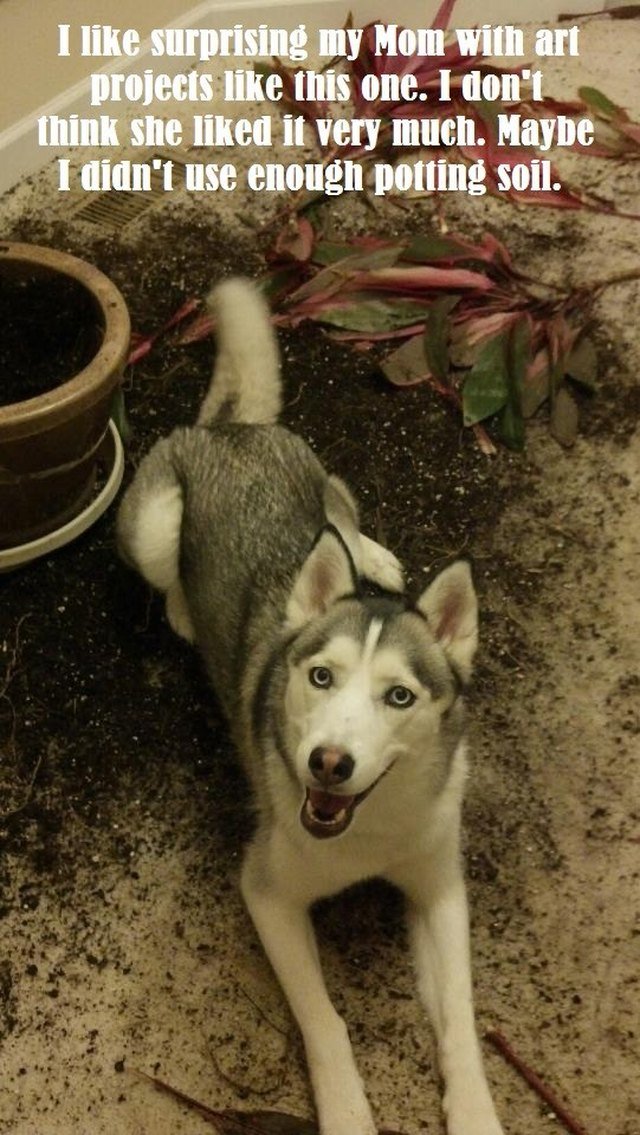 Husky dog surrounded by dirt and destroyed plants. Caption: I like surprising my Mom with art projects like this one. I don