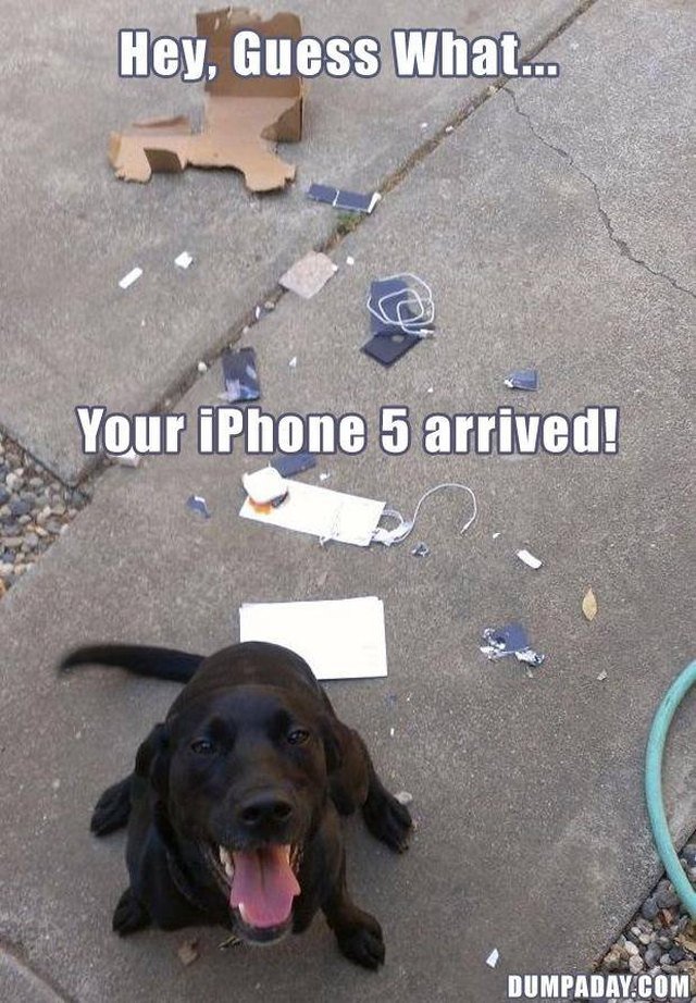 Puppy sitting next to destroyed phone and packaging.
