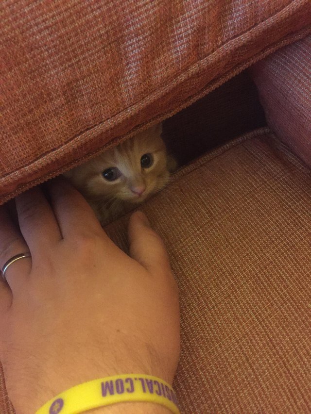 Kitten hiding behind couch cushions.