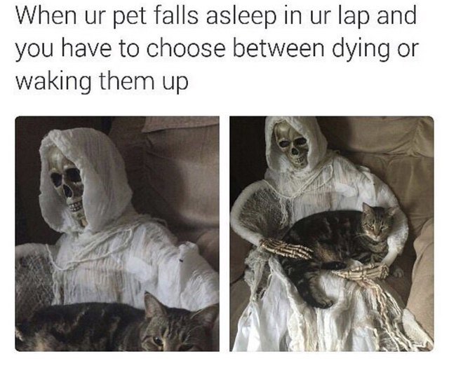 Meme about not wanting to get up when your pet is sleeping on you