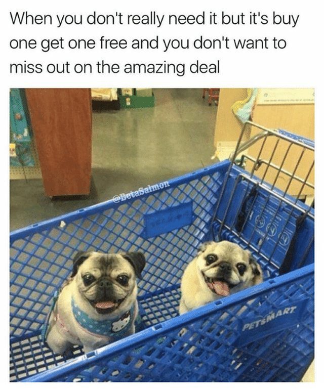 Two dogs in a grocery cart