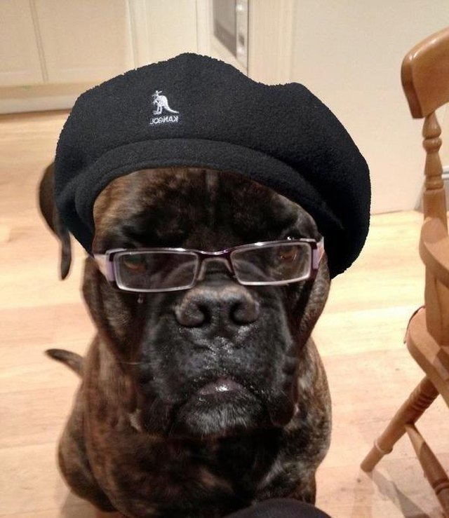 Dog that looks like Samuel L. Jackson wearing a hat.