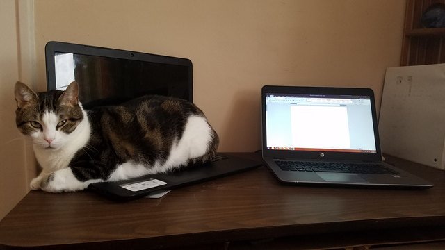 Cat sitting on a laptop next to another laptop.