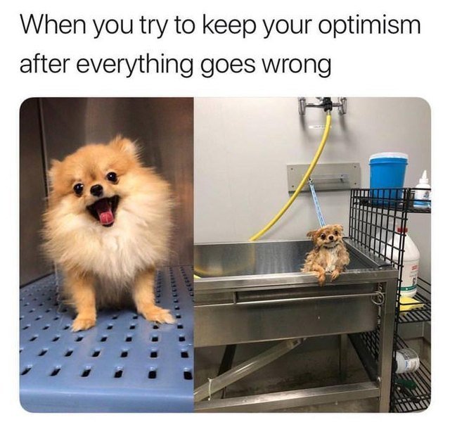 Dog smiling in bathtub