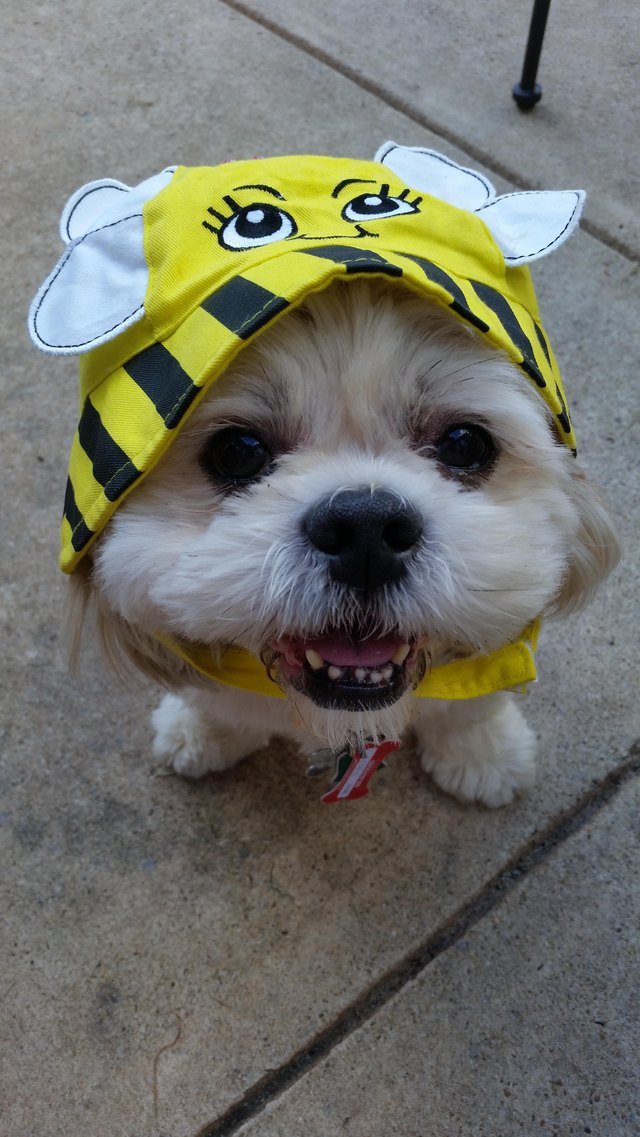 Dog wearing bee hat