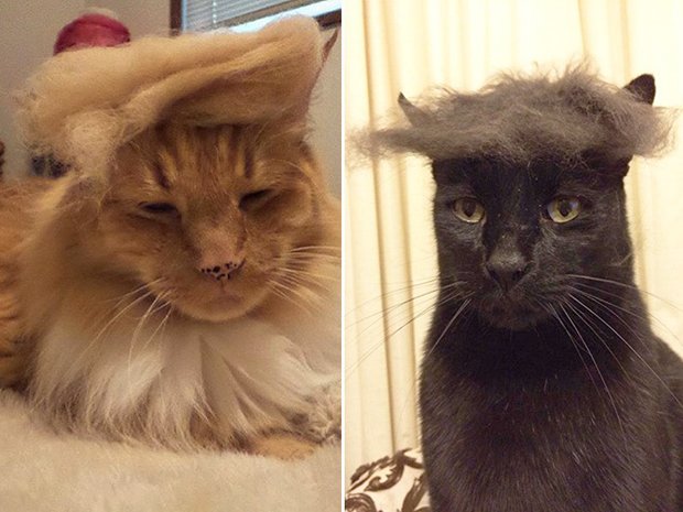 cat-hairstyle-9