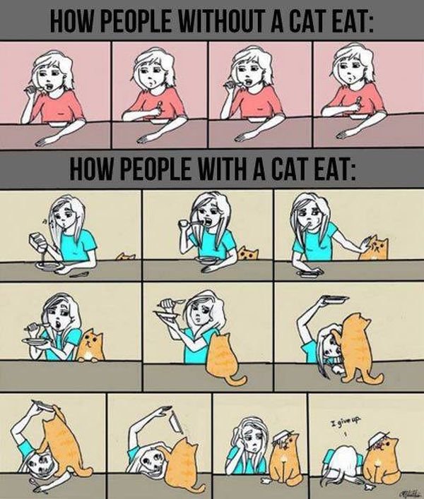 cat-owner-7
