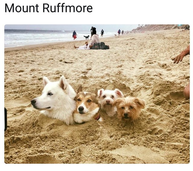 Four dogs buried in the sand