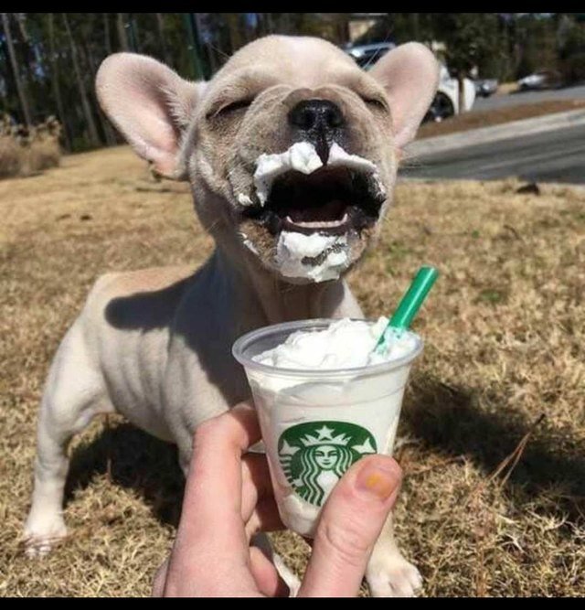 Happy pup with a puppuccino