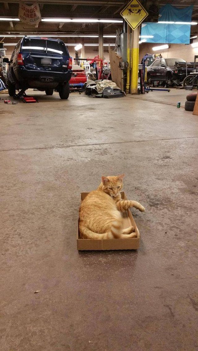 Cat sitting in a cardboard box in a mechanic