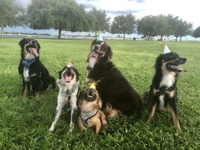 Dogs wearing party hats.