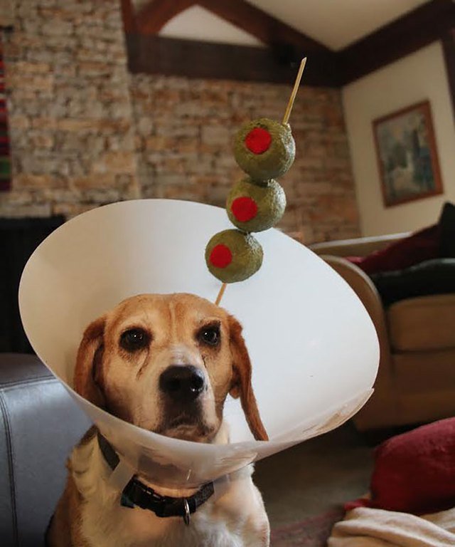 Dog wearing E-collar styled like a martini.