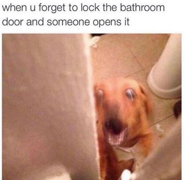 Blurry dog in bathroom.