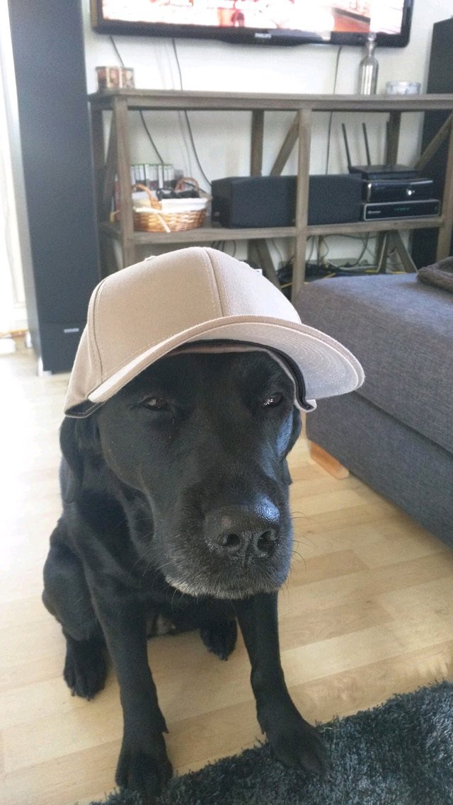 Suspicious dog wearing baseball hat.