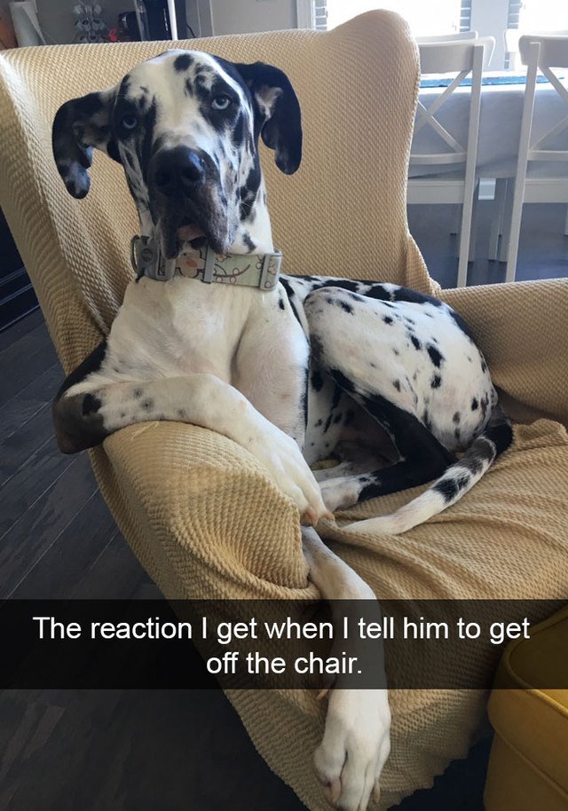 Great Dane sitting on a chair when he