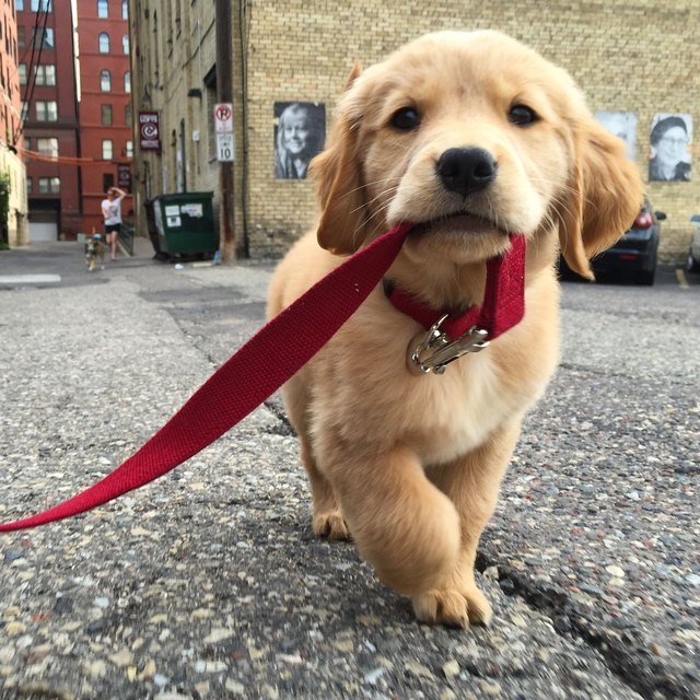 Lab puppy taking himself on a walk