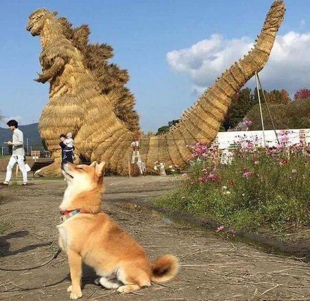 Shiba Inu posing next to Godzilla statue.