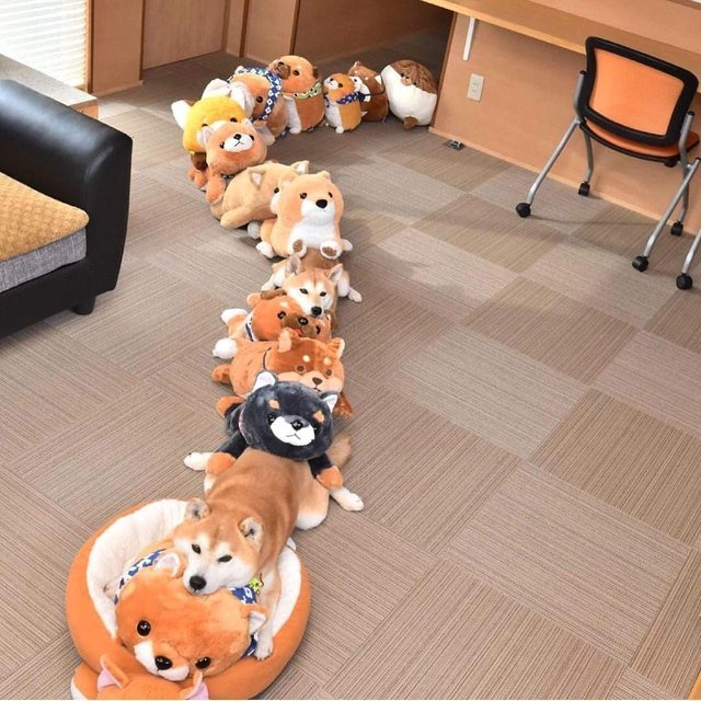 Line of stuffed animals with two Shiba Inus hidden in it.
