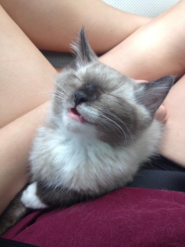 Happy adopted kitten fell asleep on the way home