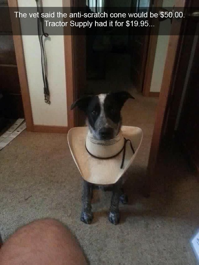 Dog wearing a makeshift E-collar made out of a hat