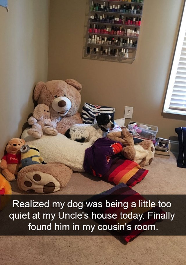 Dog hiding in a bunch of stuffed animals