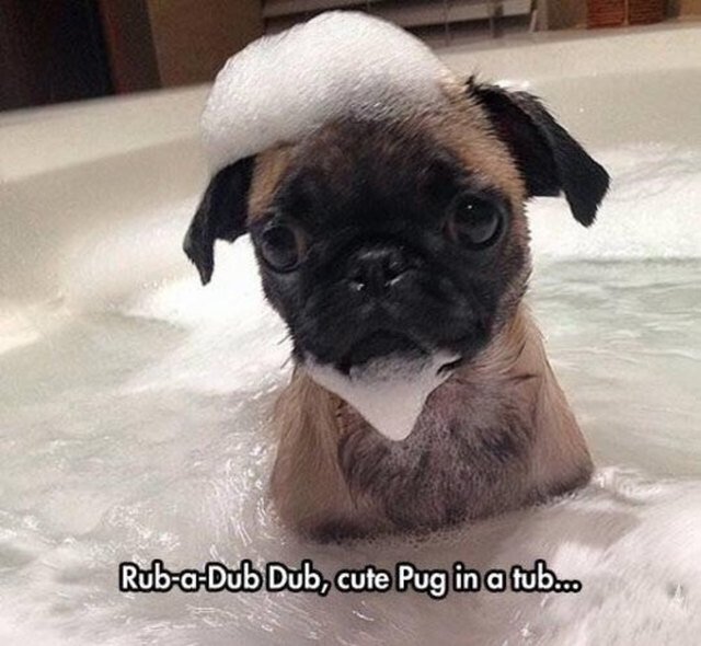 Pug puppy in a bubble bath.