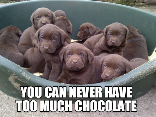 Chocolate labrador puppies.