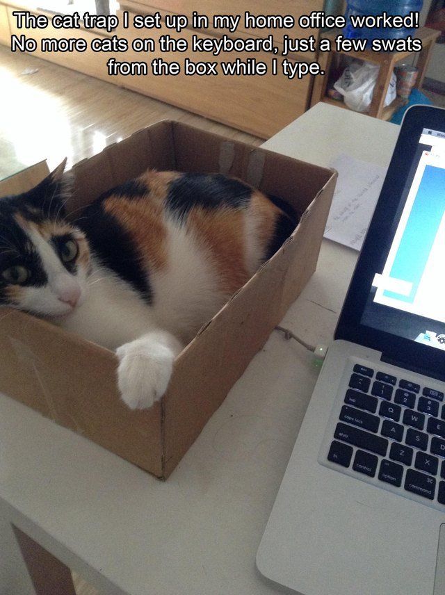 Cat sitting in a cardboard box next to a laptop.