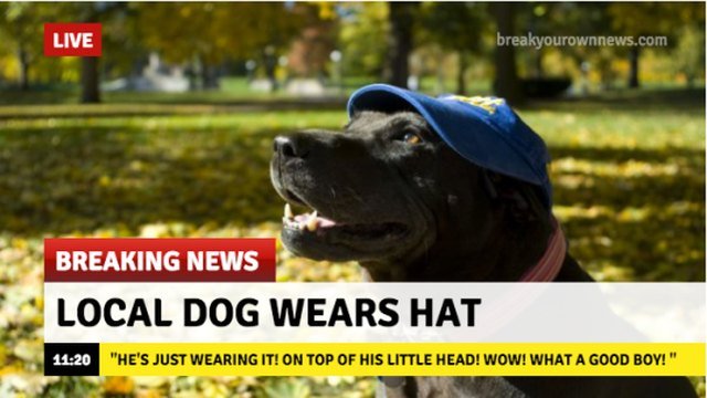 Dog wearing hat.