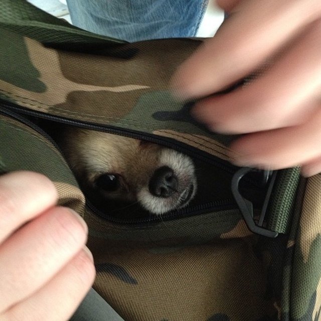 Puppy in camouflage bag