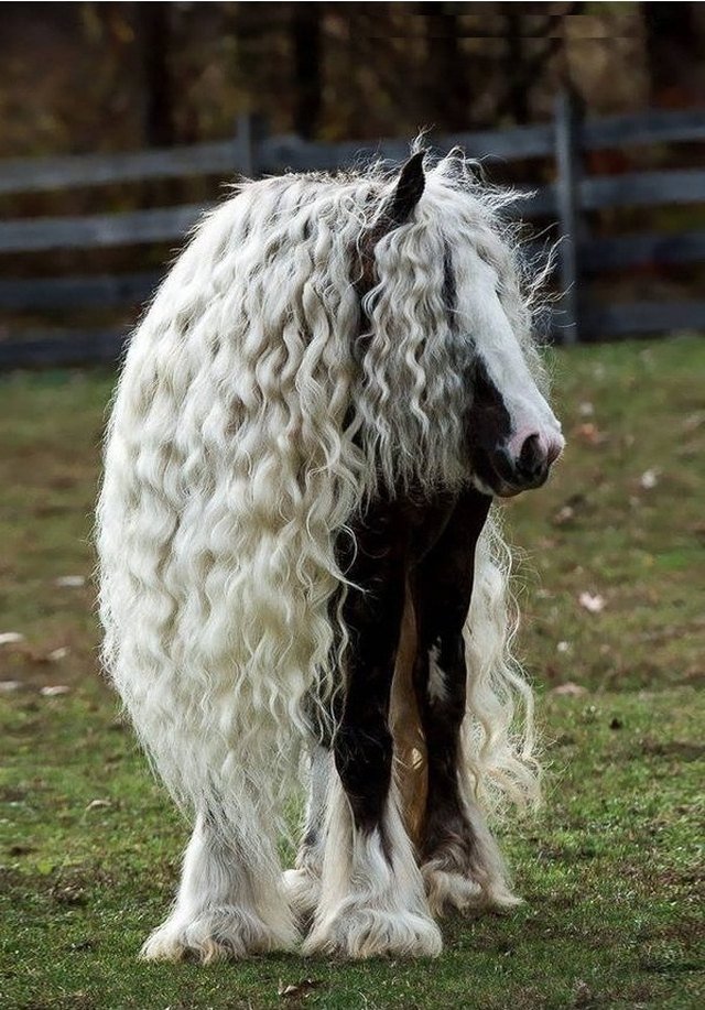 Horse with long, crimped mane.