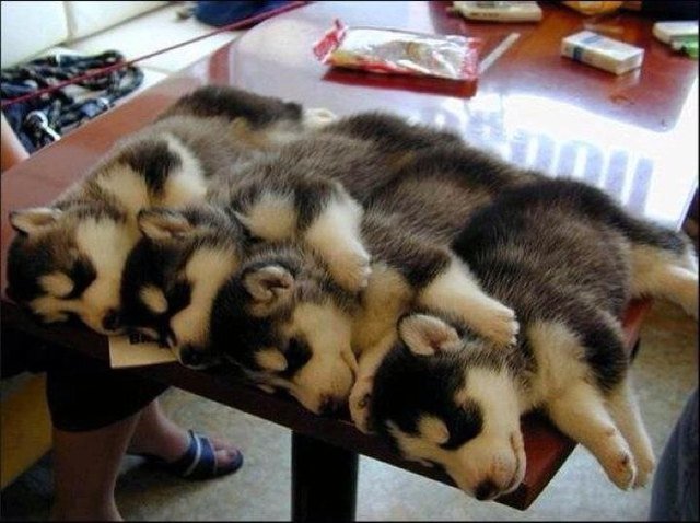 Four sleeping husky puppies.