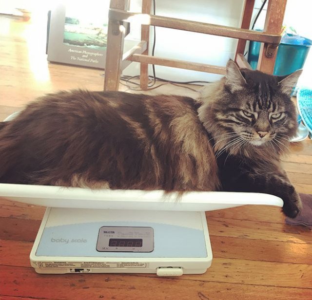 You gotta be creative if you want to weigh an animal on a digital scale