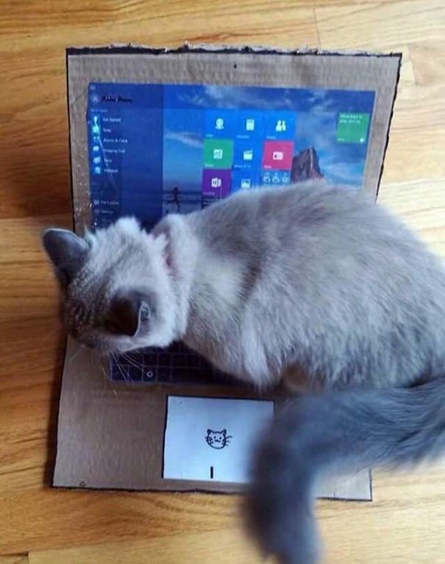 Cat sitting on a cardboard "laptop."