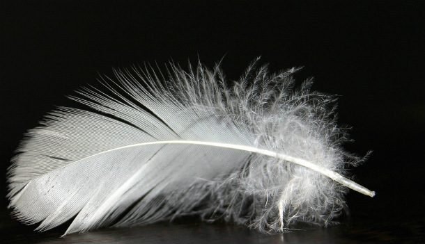 feather