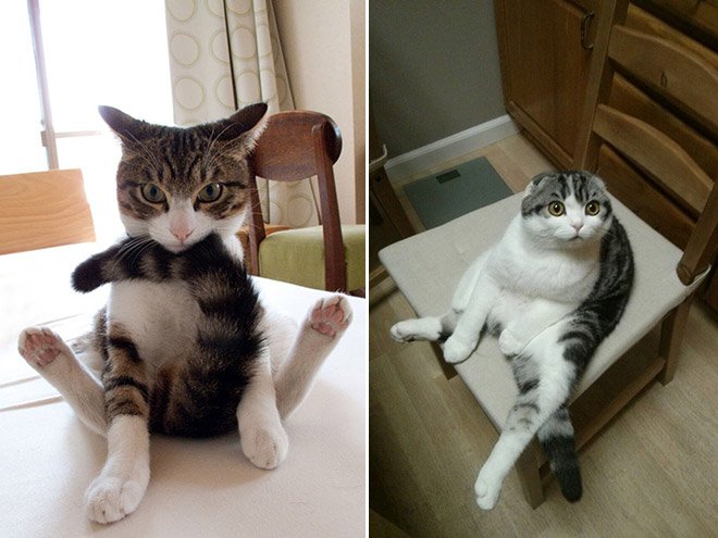 hilarious-cats-sitting-awkwardly-12
