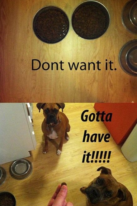 hilarious-dog-owners-situations-7