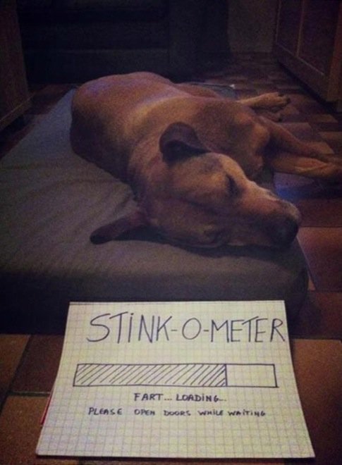 hilarious-dog-owners-situations-8