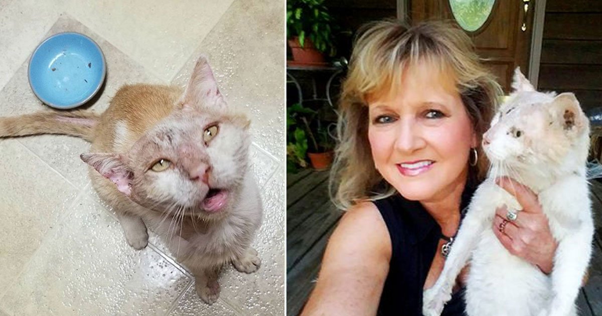 abused cat.jpg?resize=412,275 - Une femme a trouvé un chat dans un triste état et il est maintenant méconnaissable