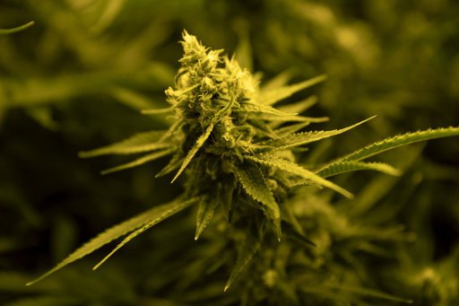 cannabis-1