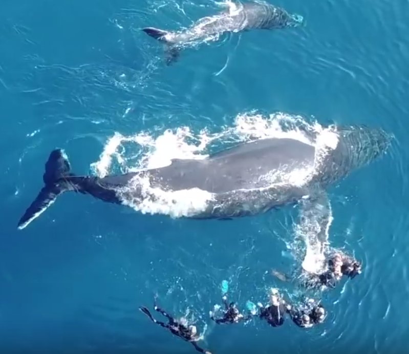 capture decran 2018 10 09 a 11 30 42.png?resize=412,232 - Une baleine de la Réunion se montre de plus en plus agressif envers les touristes qui ont observé l'observateur de trop près.