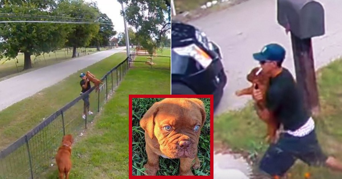chipper5.png?resize=1200,630 - 10-Weeks-Old Puppy Returned To Owners After Footage Of Thievery Went Viral