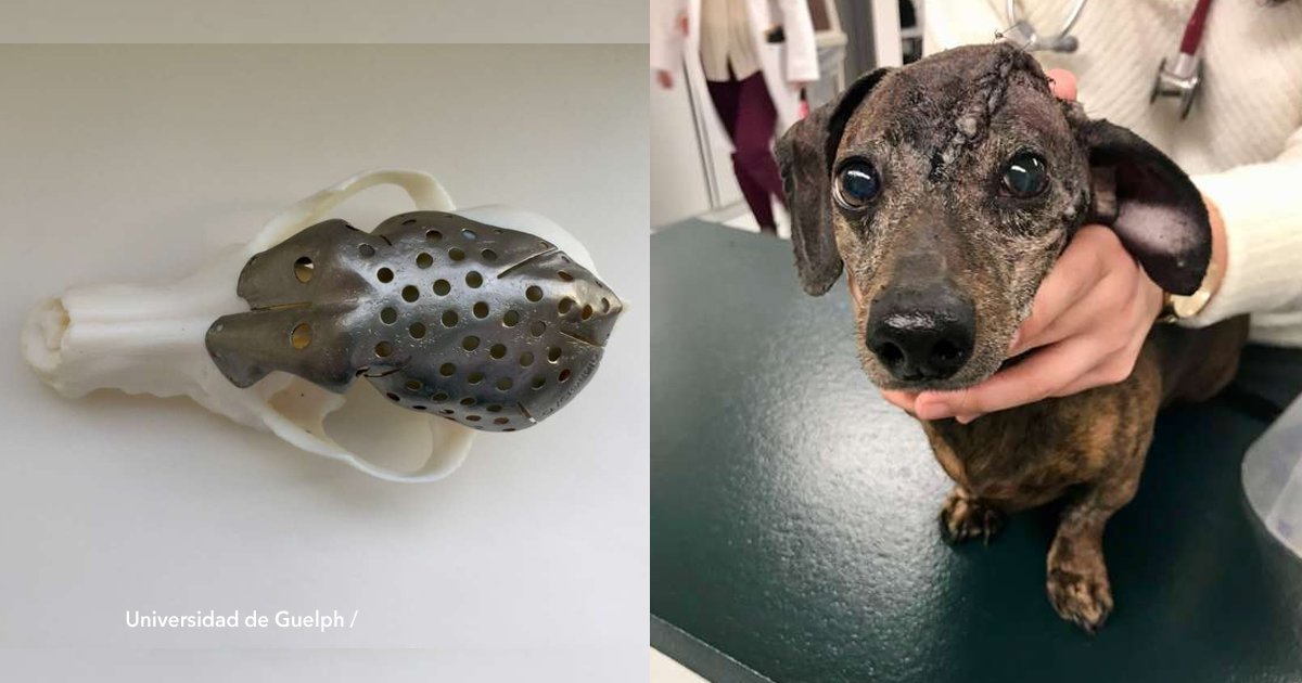 cover22 1.png?resize=1200,630 - Veterinarios salvaron la vida de un perro con un tumor cerebral reconstruyéndole el cráneo con impresión 3D