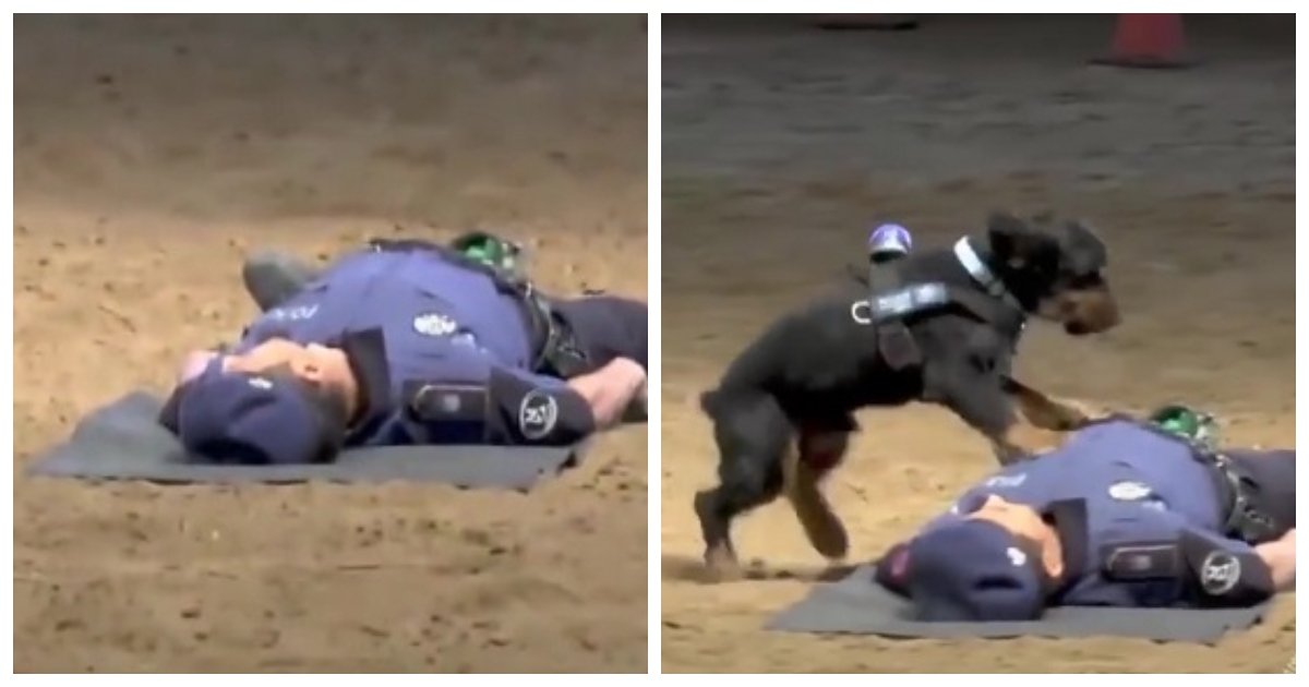 cpr.jpg?resize=1200,630 - Un chien policier montre comment il utilise ses compétences en réanimation cardiaque pour sauver la vie d'un policier