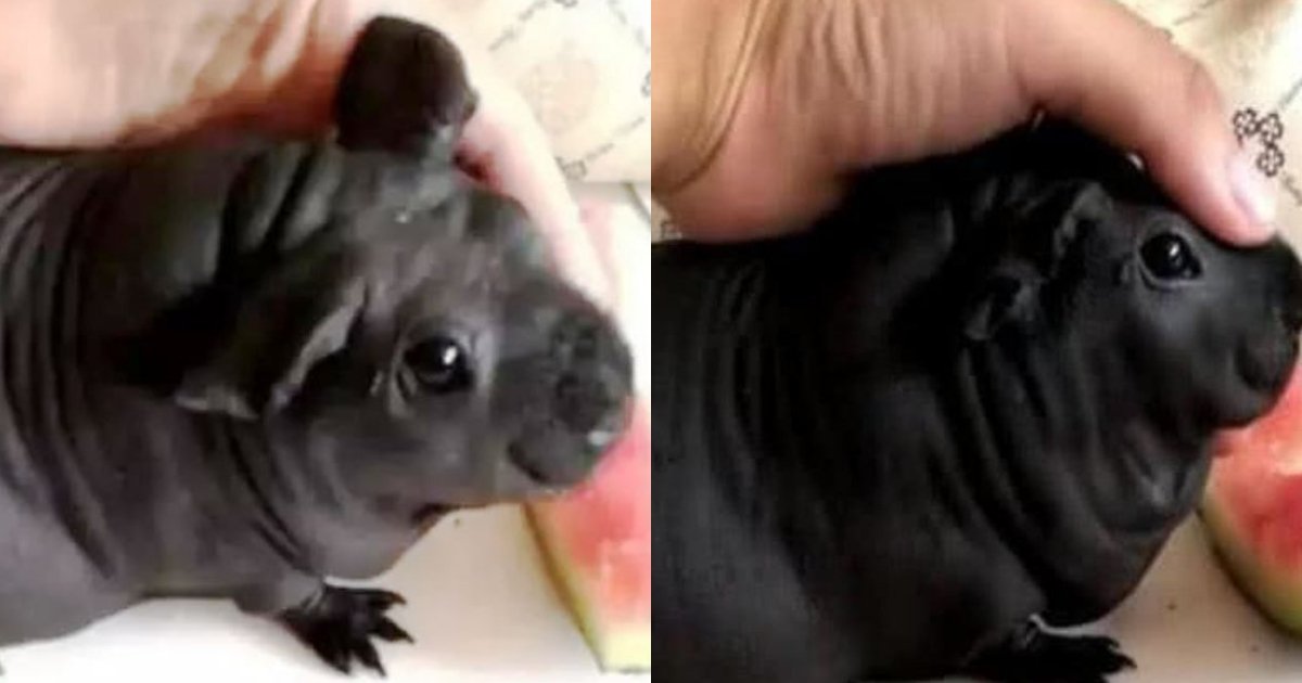 cute.jpg?resize=1200,630 - Guy Thought He Bought A Cute Puppy Only To Realize It Was A Rat